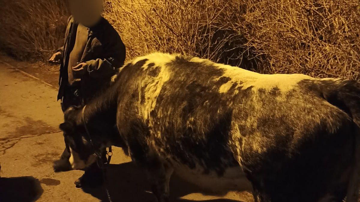 Muž na sídlišti v Praze venčil krávu